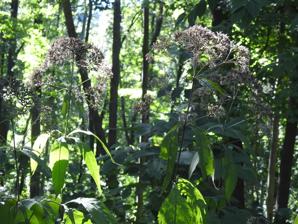 Eupatorium Purpureum
