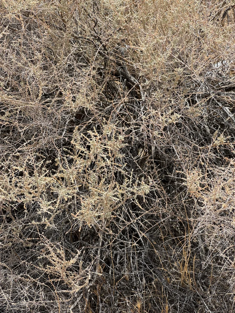 Atriplex Polycarpa