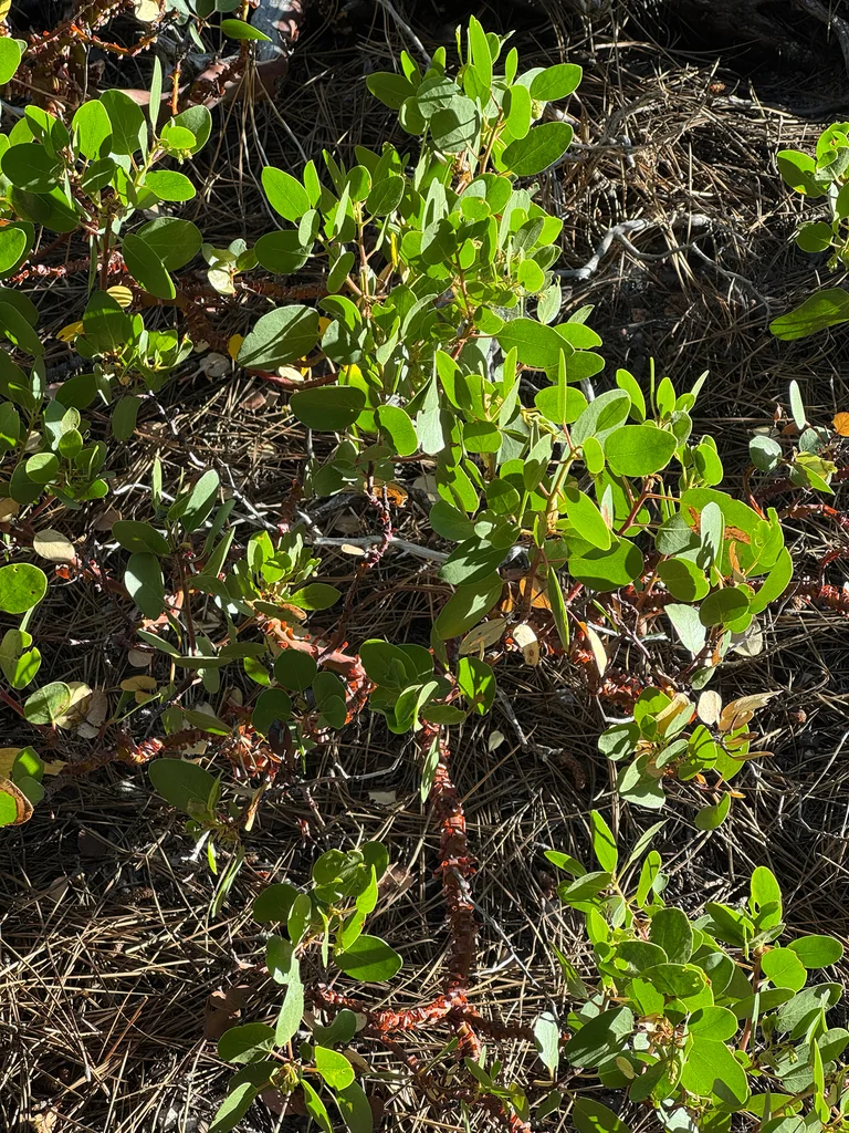 Arctostaphylos Patula