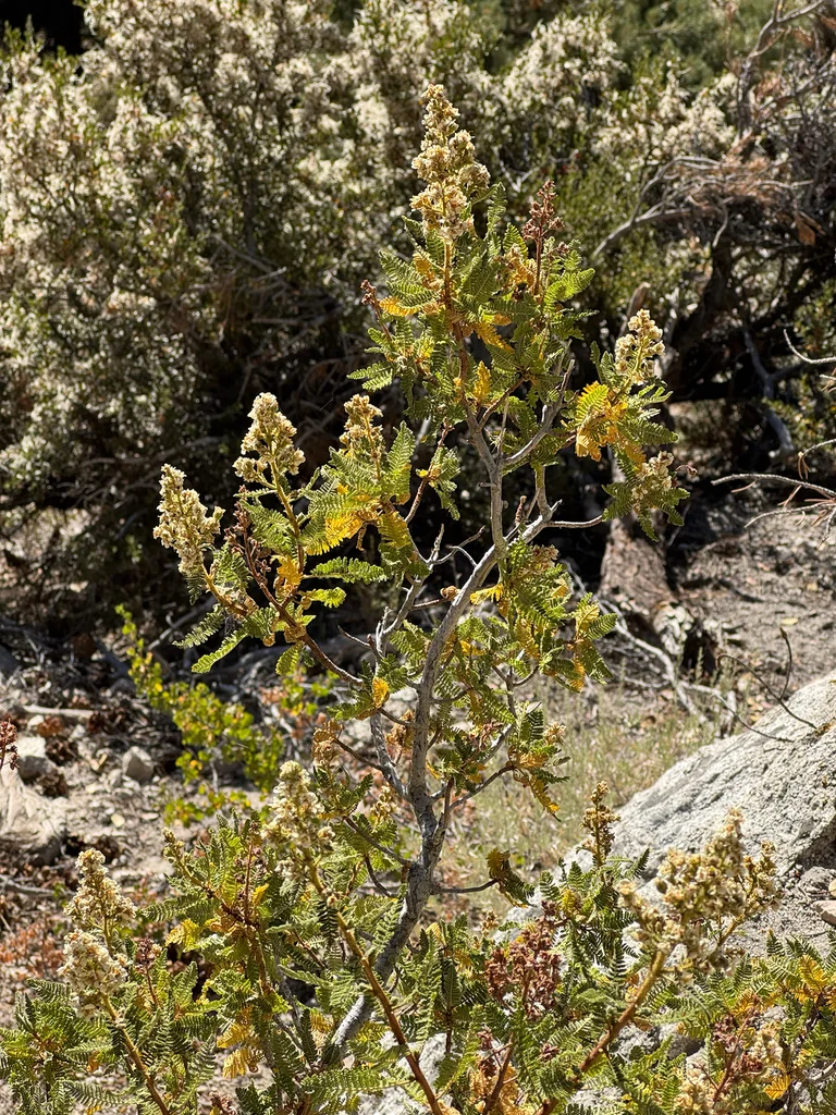 Chamaebatiaria Millefolium