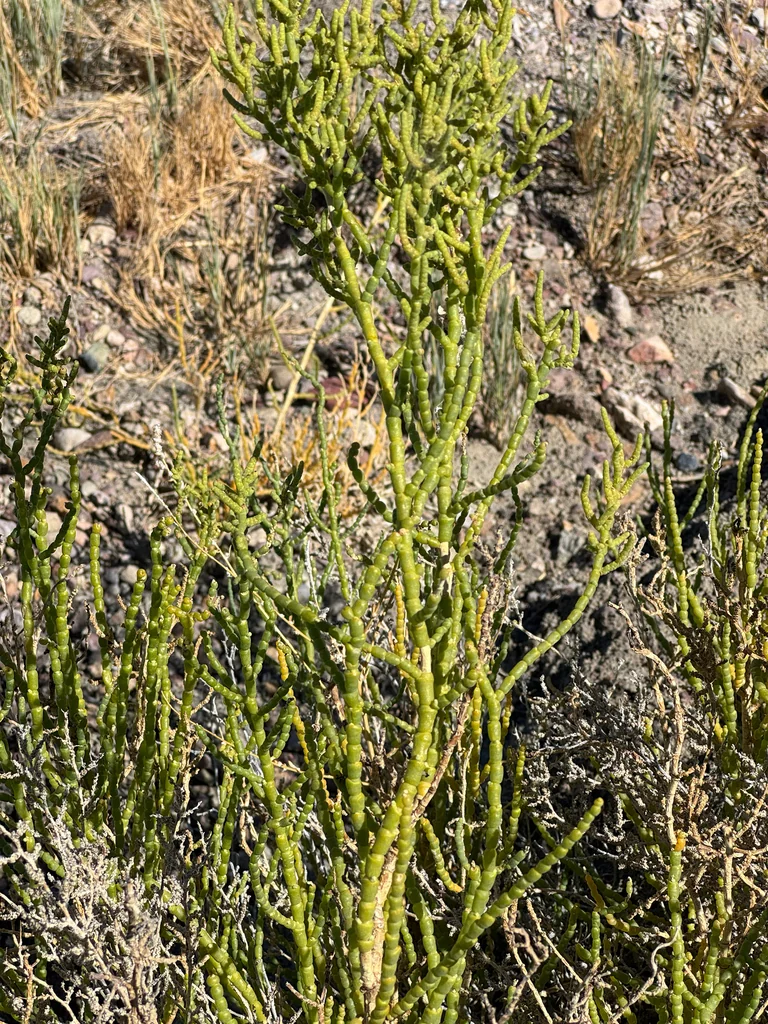 Allenrolfea Occidentalis