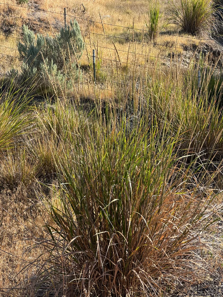 Leymus Cinereus