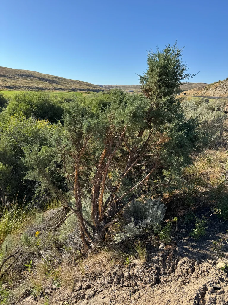 Juniperus Occidentalis
