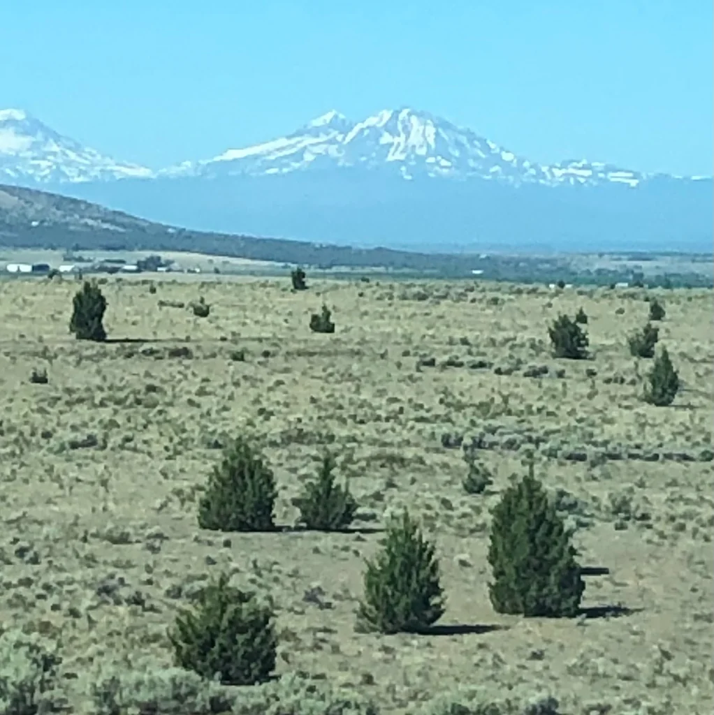 Juniperus Occidentalis