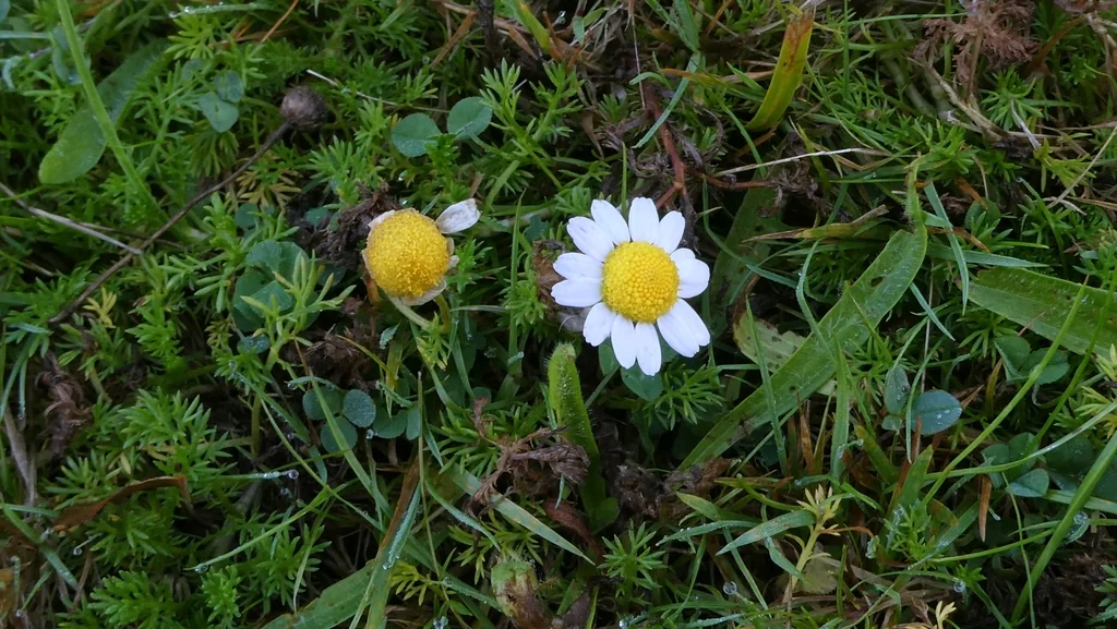 Chamaemelum Nobile