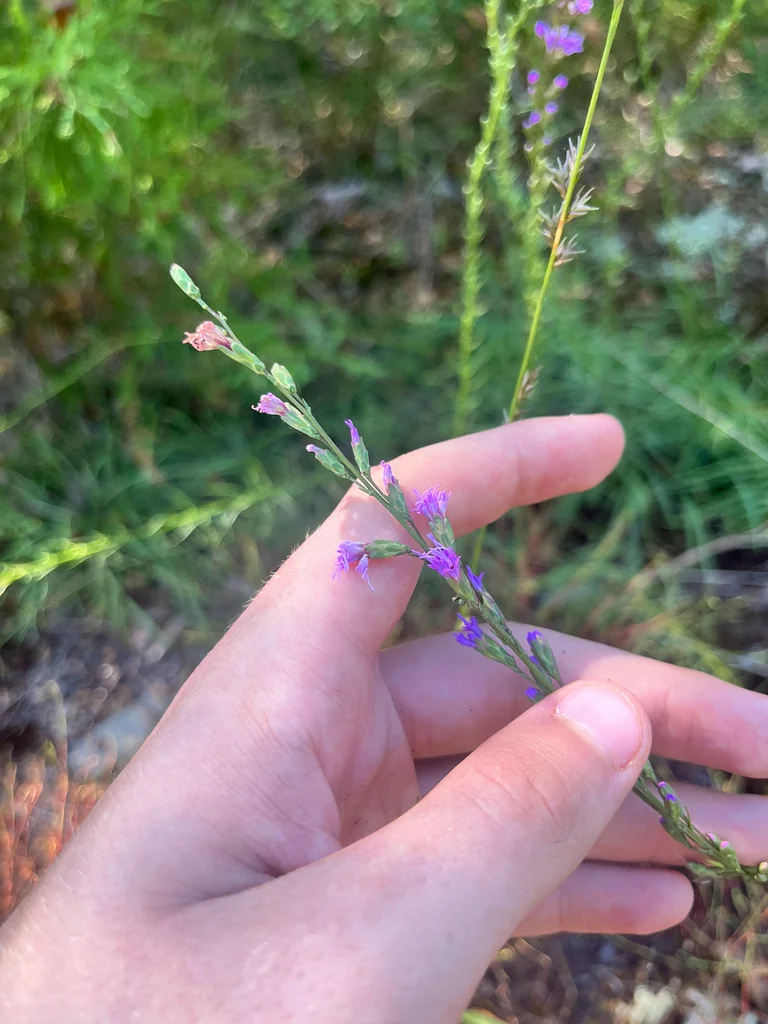 Liatris Microcephala