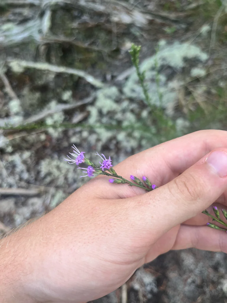 Liatris Microcephala