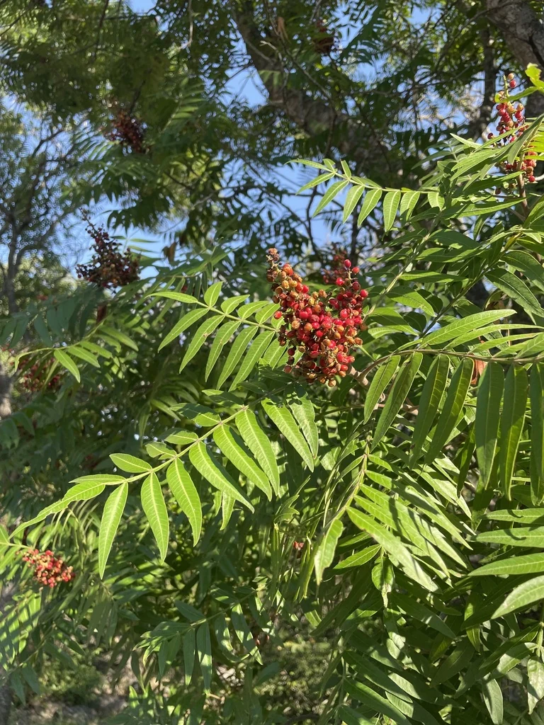 Rhus Lanceolata