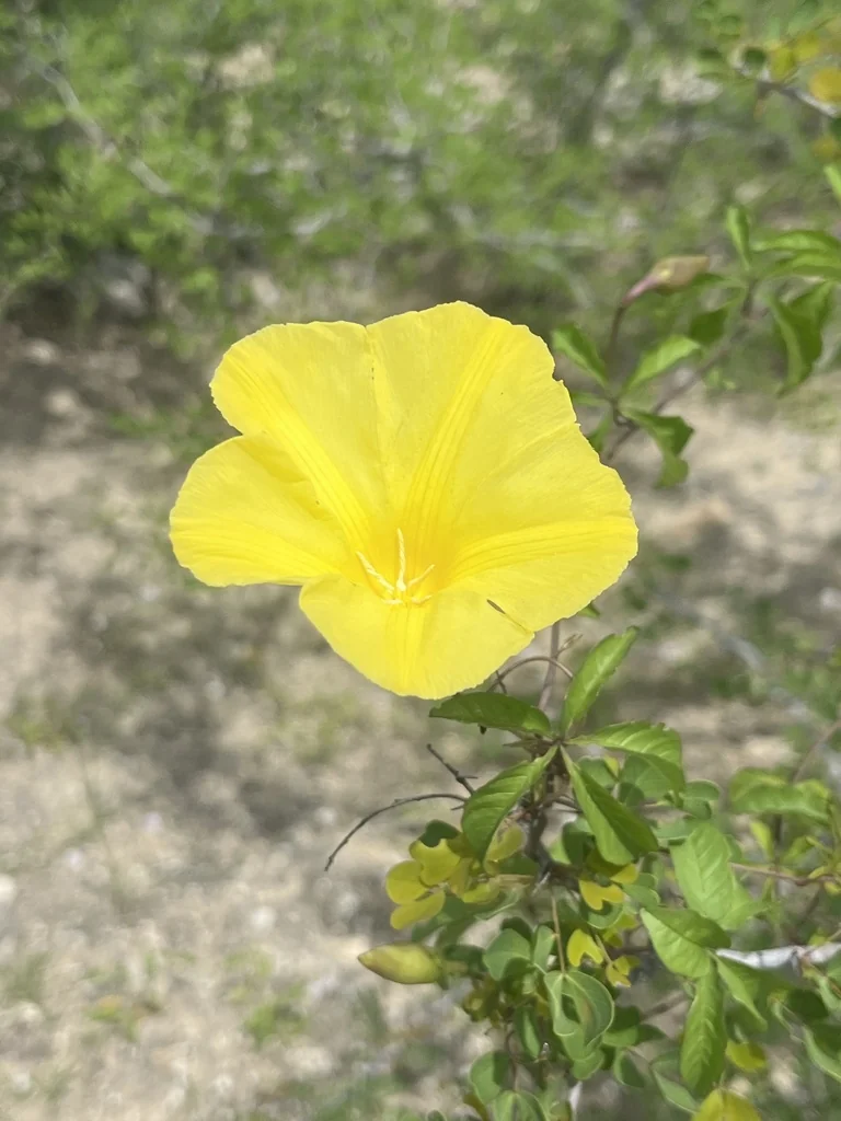 Merremia Aurea