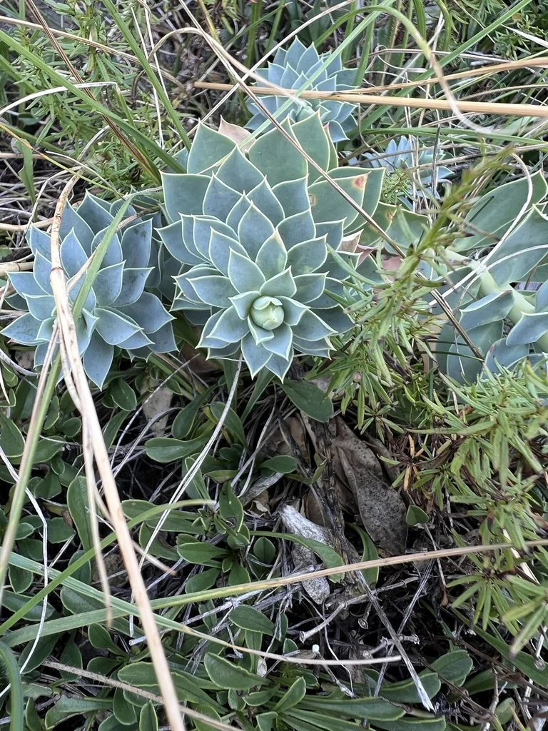 Euphorbia Myrsinites