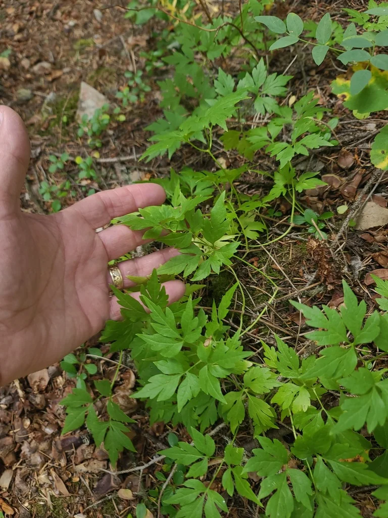 Clematis Columbiana