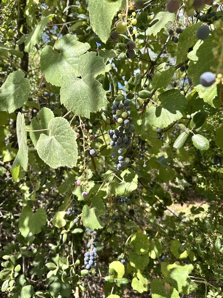 Vitis Californica