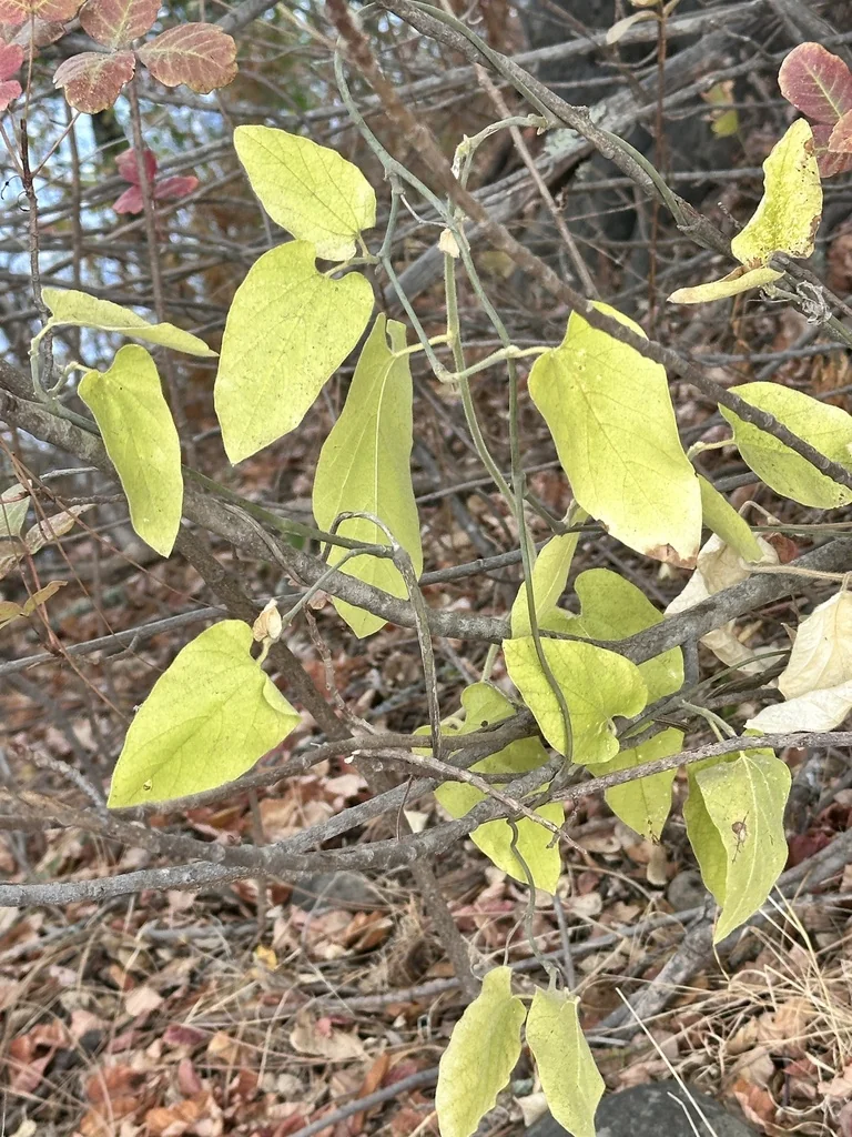 Aristolochia Californica