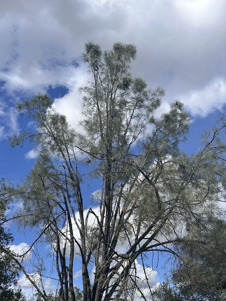 Pinus Sabiniana