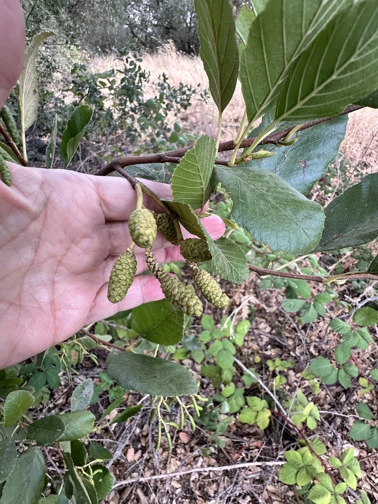 Alnus Rhombifolia