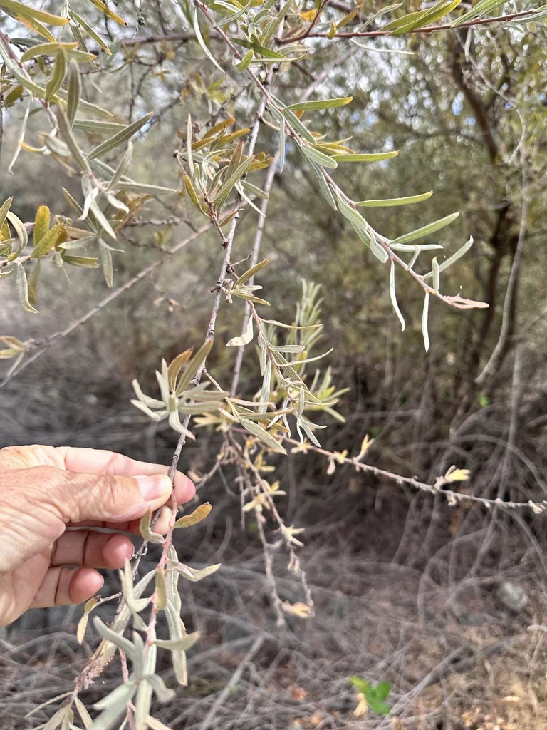 Salix Exigua