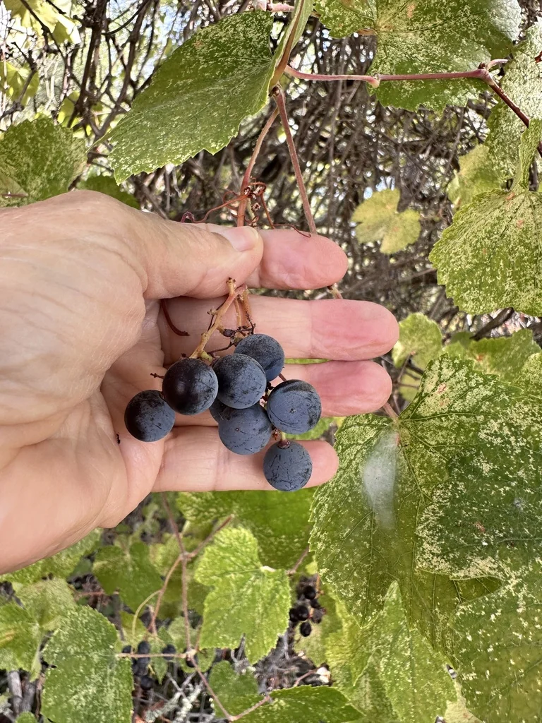 Vitis Californica