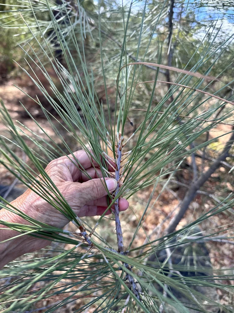 Pinus Sabiniana