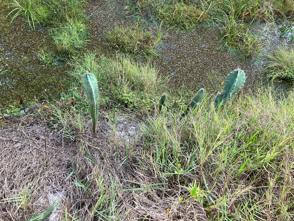 Cereus Hexagonus