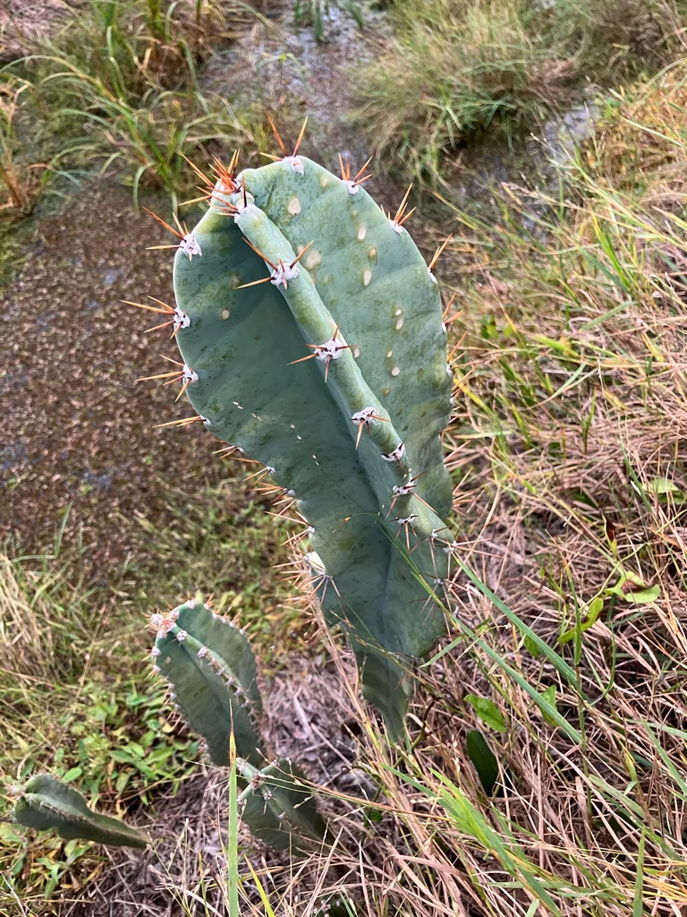 Cereus Hexagonus