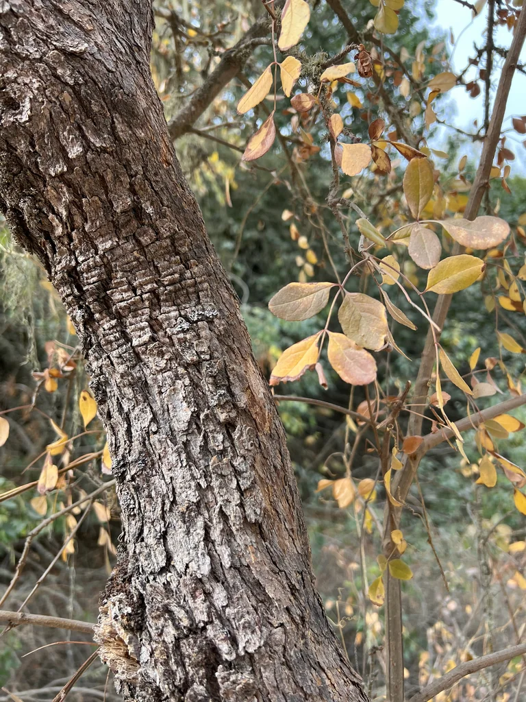 Fraxinus Dipetala