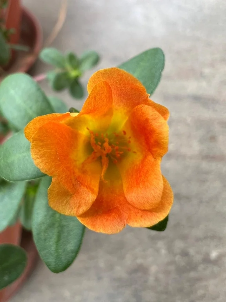 Portulaca umbraticola