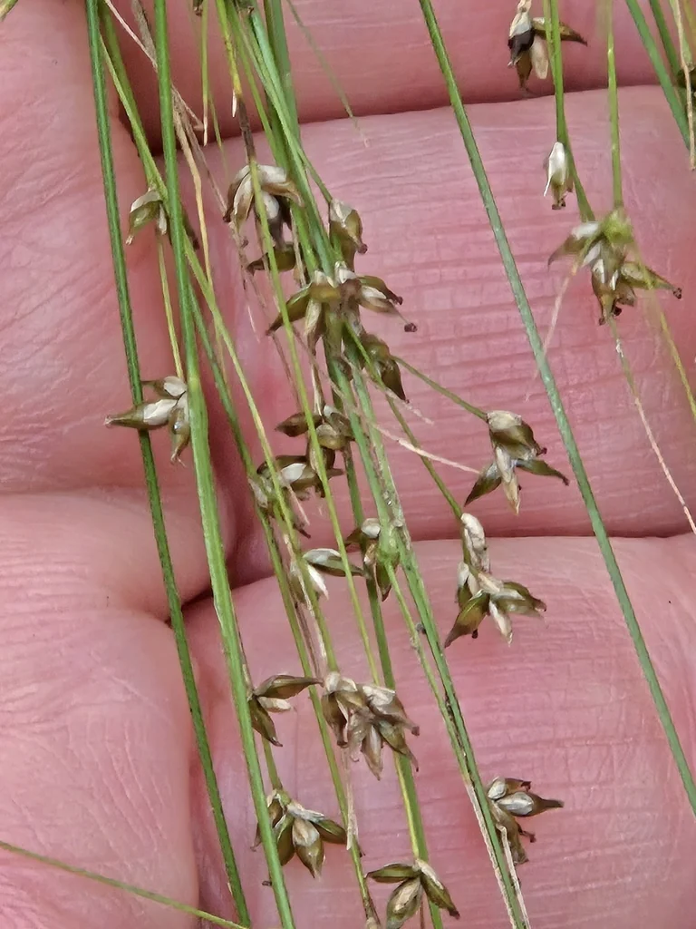 Carex Appalachica
