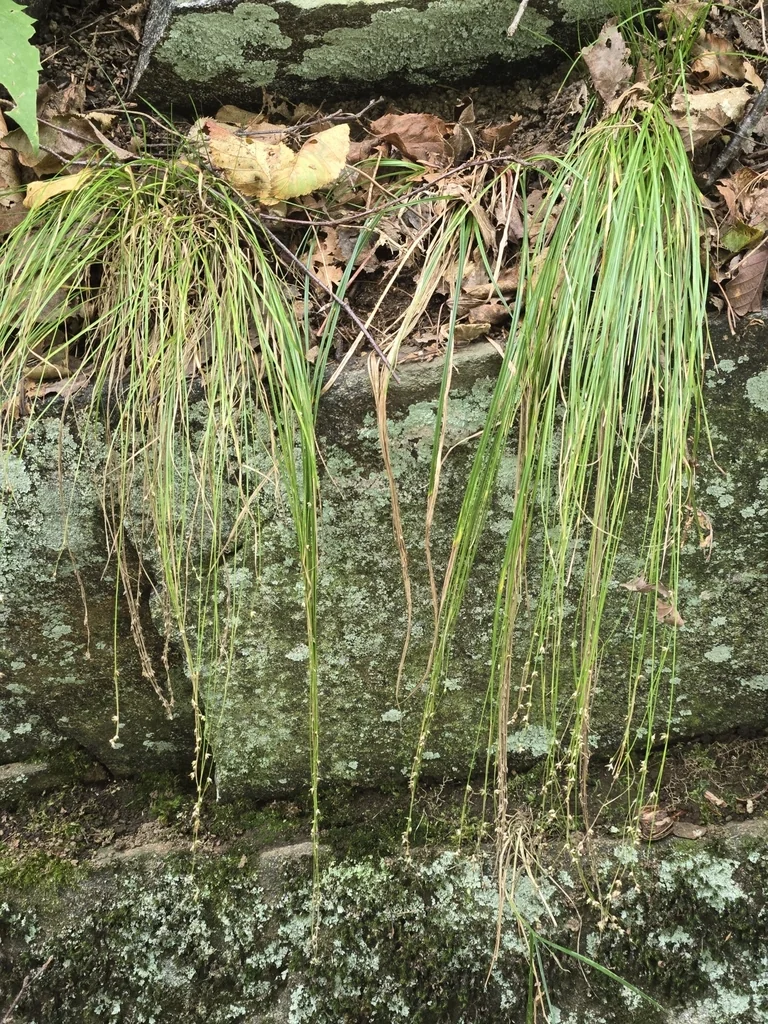 Carex Appalachica