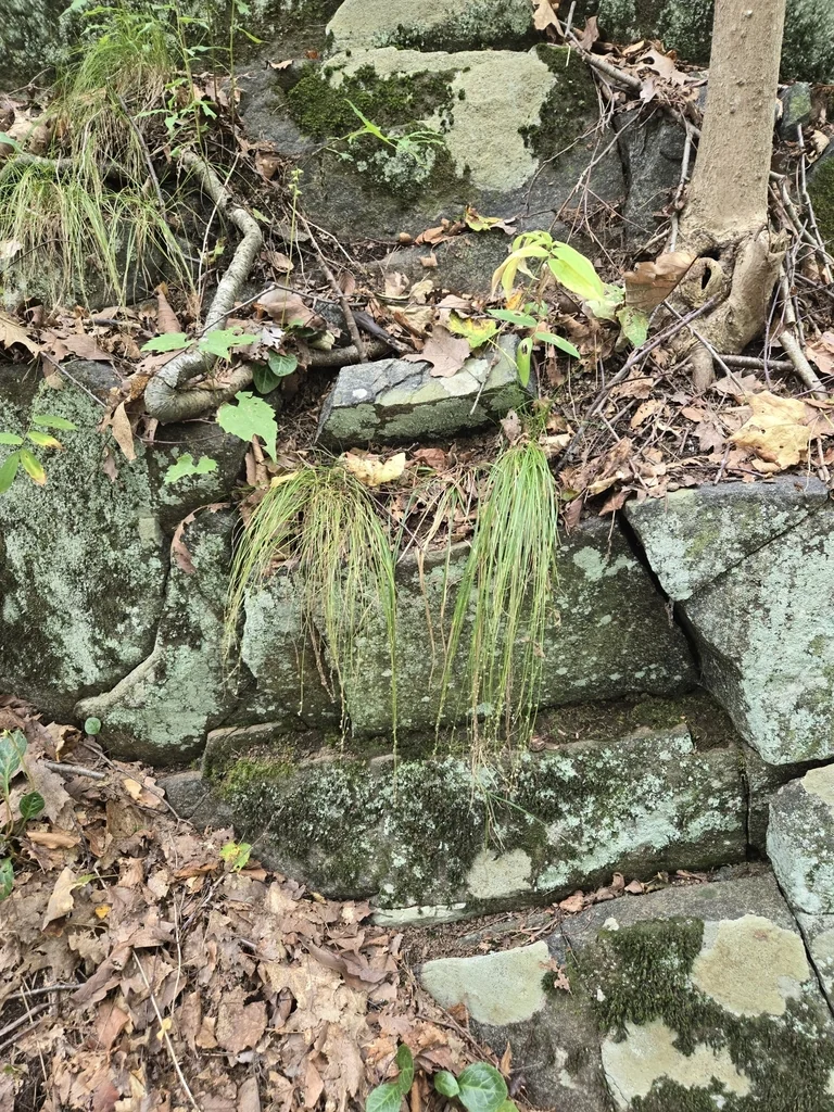 Carex Appalachica