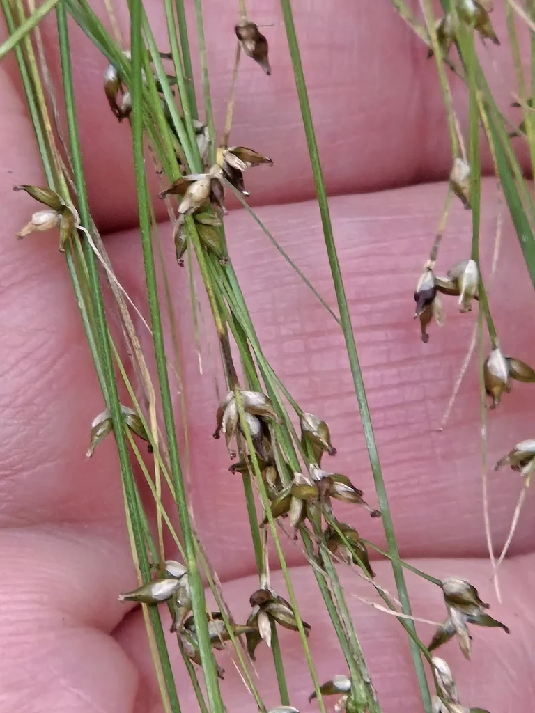 Carex Appalachica