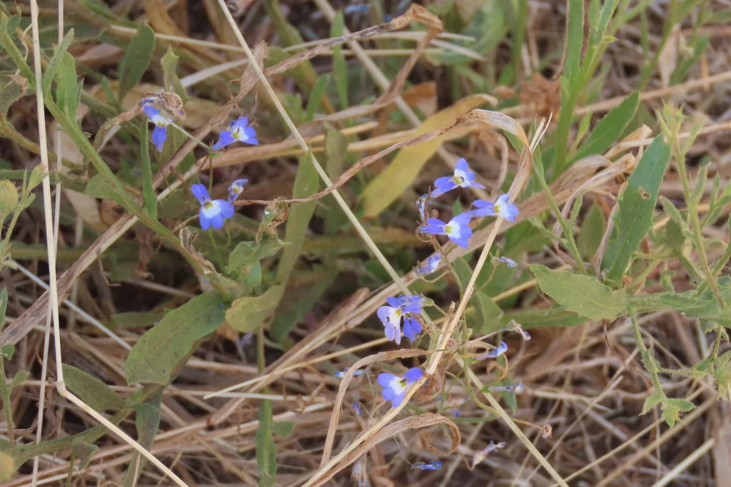 Lobelia erinus