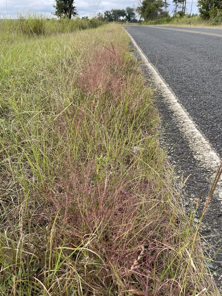 Eragrostis Spectabilis
