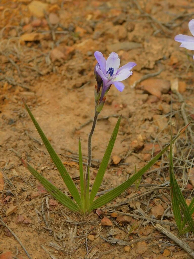 Babiana Stricta