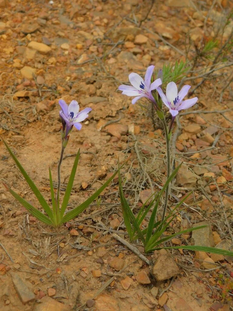 Babiana Stricta