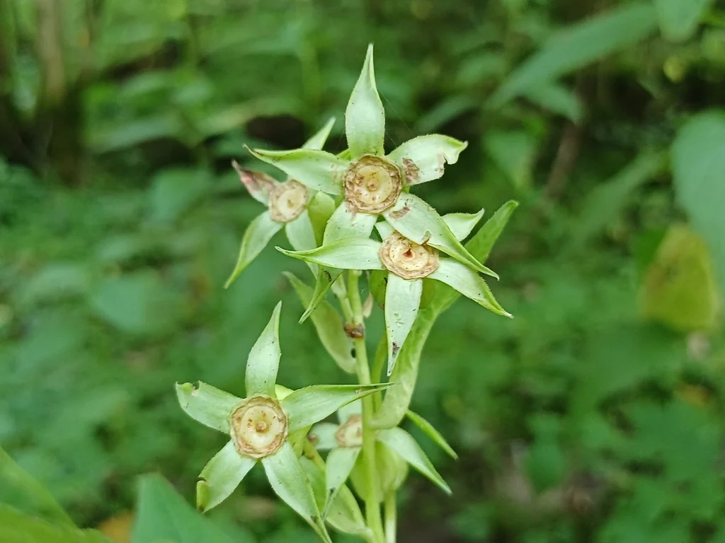 Campanula Latifolia