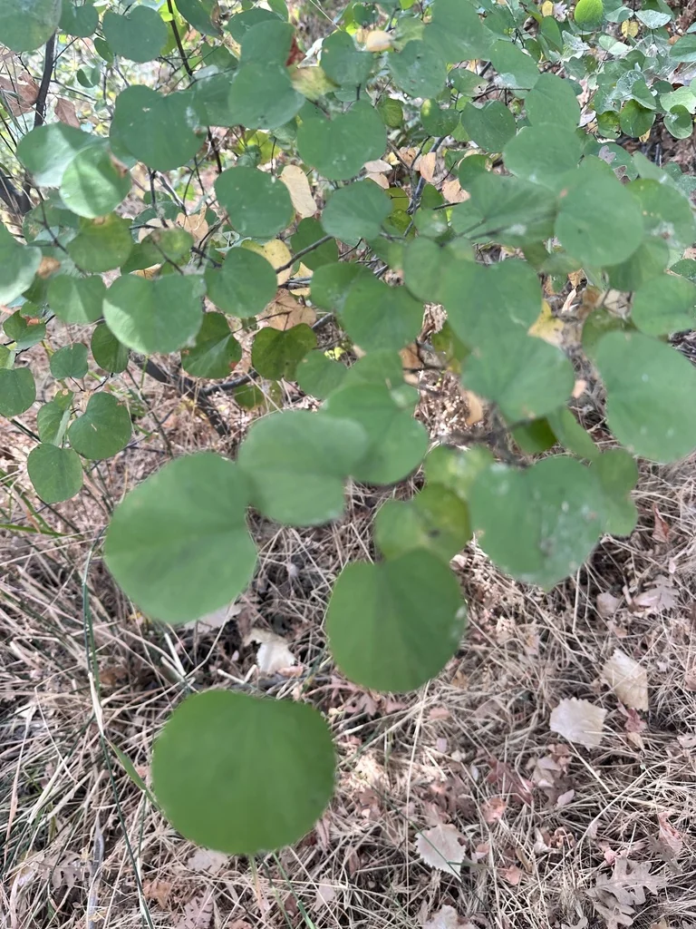 Cercis Occidentalis