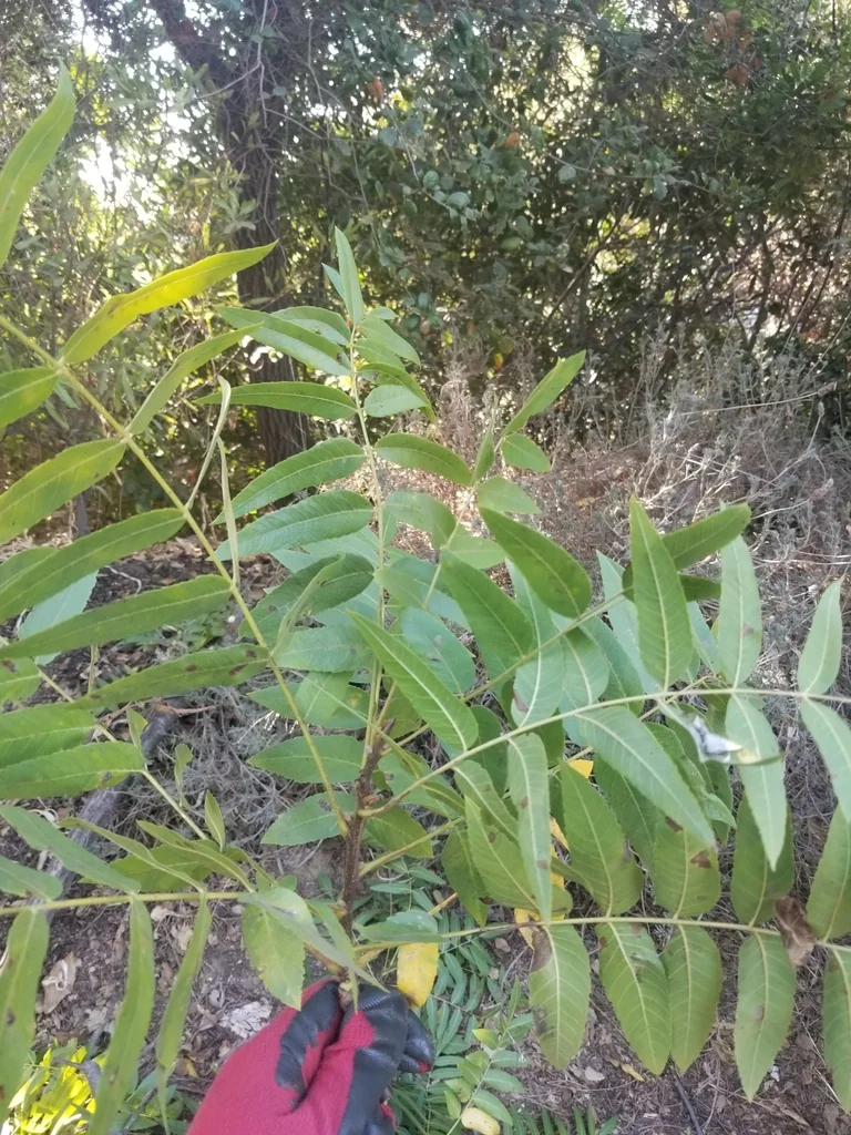 Juglans Californica