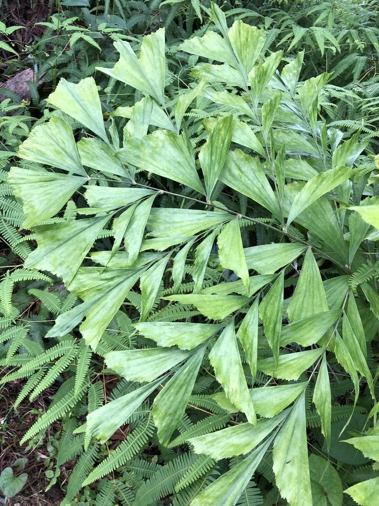 Caryota Mitis