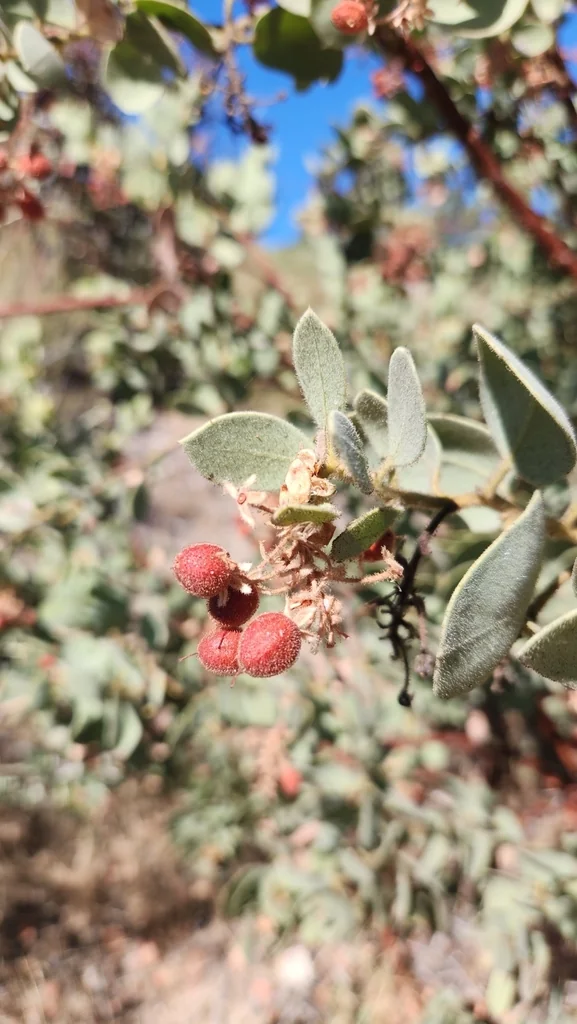 Arctostaphylos Pringlei