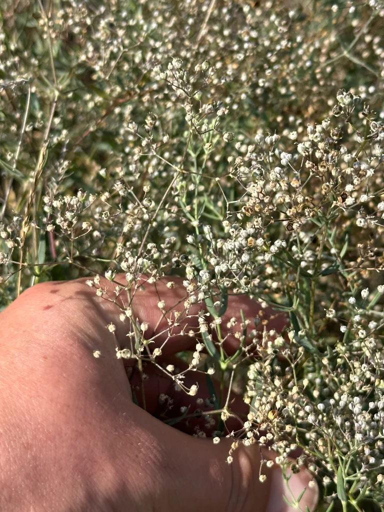 Gypsophila paniculata