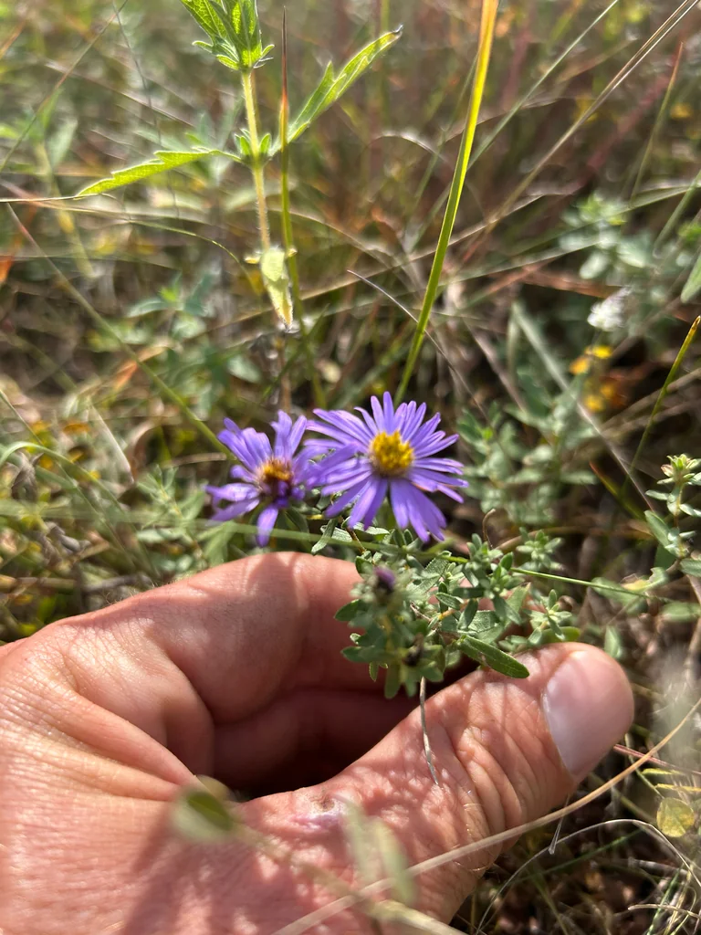 Symphyotrichum Oblongifolium