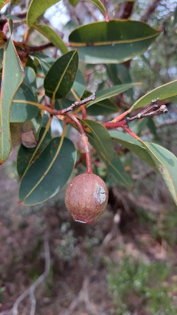 Corymbia Ficifolia