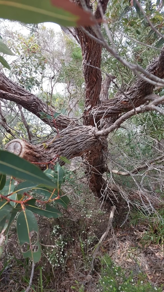 Corymbia Ficifolia