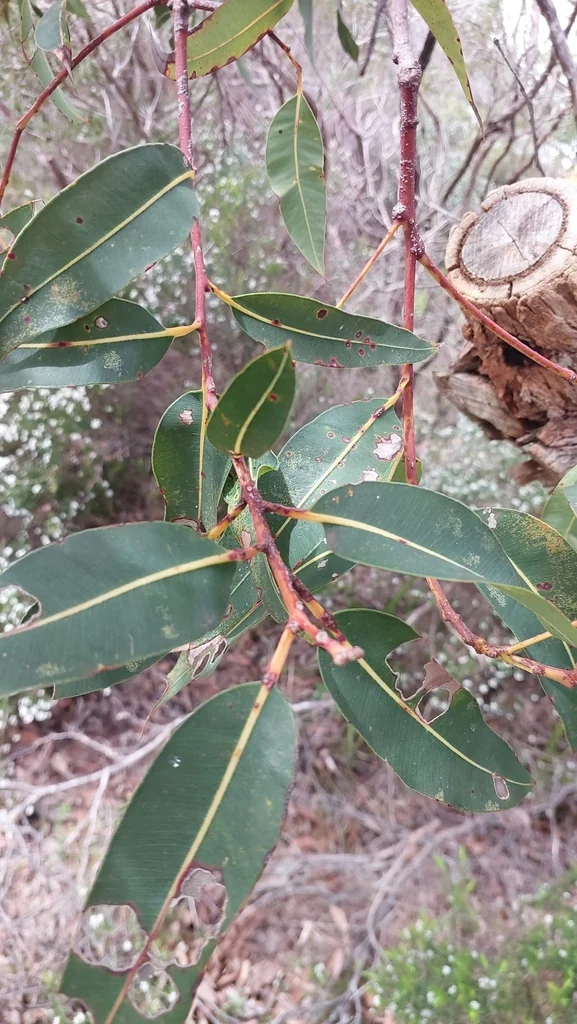Corymbia Ficifolia
