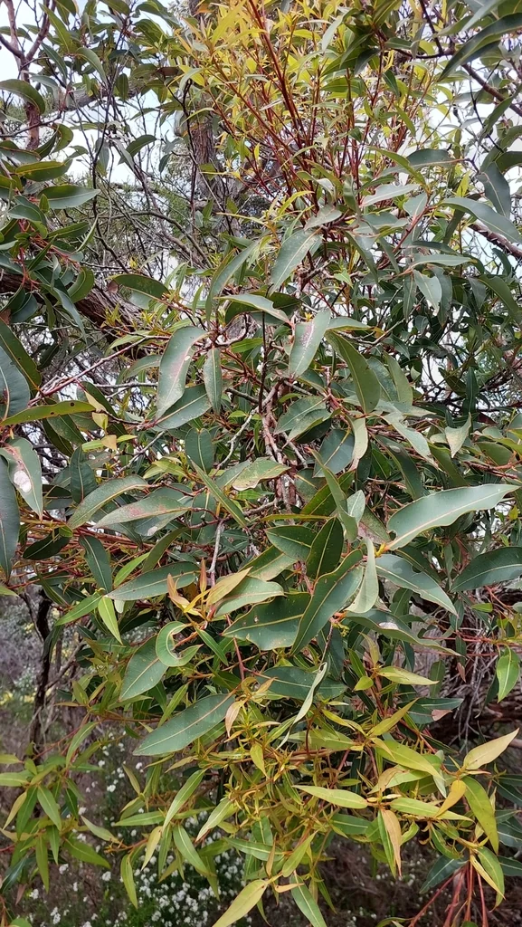 Corymbia Ficifolia