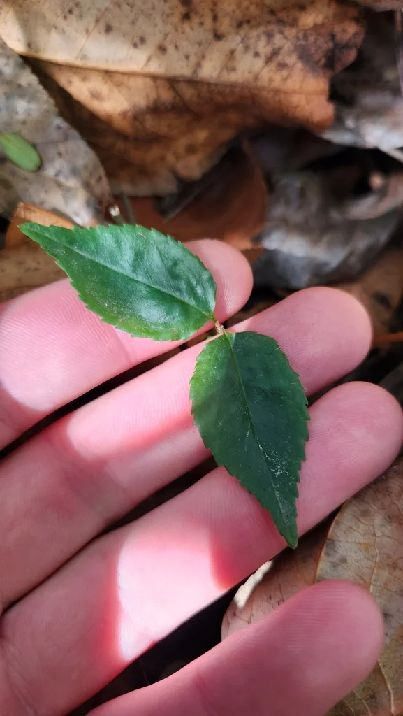 Prunus Lusitanica