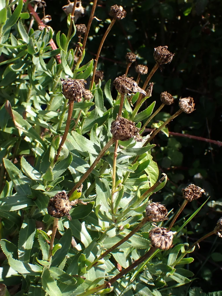 Leucanthemum superbum