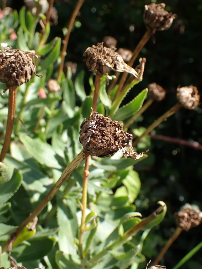Leucanthemum superbum