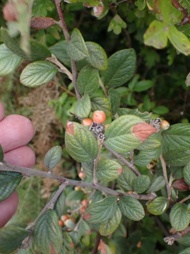 Cotoneaster Franchetii