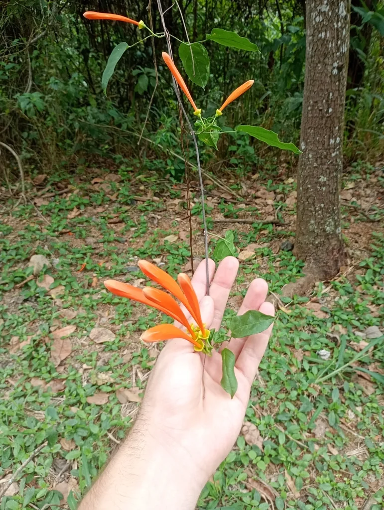 Pyrostegia Venusta